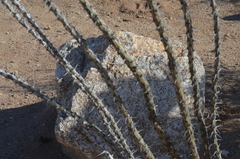 Fouquieria splendens