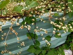 Alternanthera bettzickiana