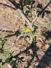 Vachellia farnesiana