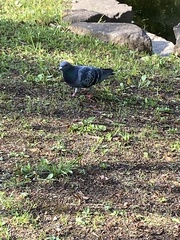 Columba livia domestica