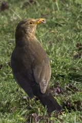 Turdus merula