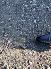 Columba livia domestica