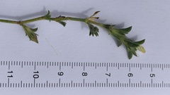 Justicia divaricata