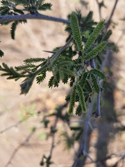 Vachellia farnesiana