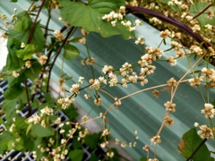 Alternanthera bettzickiana