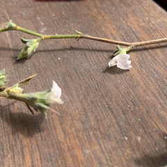 Justicia divaricata