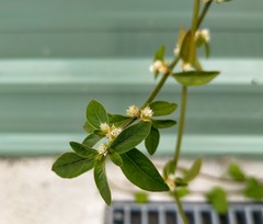 Alternanthera bettzickiana