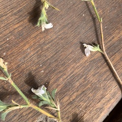 Justicia divaricata