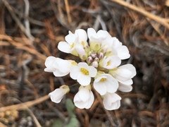 Noccaea cochleariformis