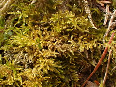 Eurhynchiastrum pulchellum