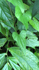 Dioscorea collettii