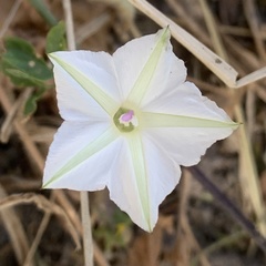 Ipomoea coptica