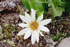 Wyethia helianthoides