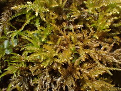 Eurhynchiastrum pulchellum