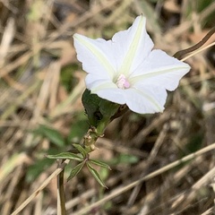 Ipomoea coptica