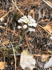 Noccaea cochleariformis