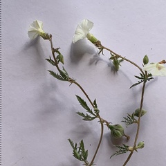 Ipomoea coptica