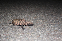 Heloderma suspectum suspectum