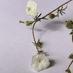 Ipomoea coptica