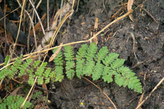 Myriopteris notholaenoides