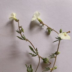 Ipomoea coptica