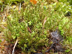 Hydrogonium croceum