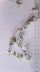 Ipomoea coptica