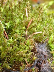 Hydrogonium croceum