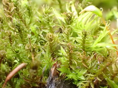 Hydrogonium croceum