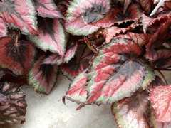 Begonia rex-cultorum