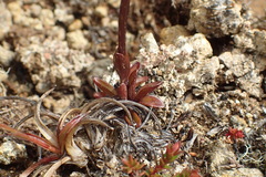 Gentianella pleurogynoides