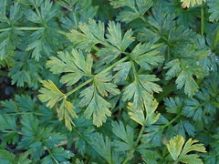Anisotome lyallii