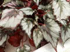Begonia rex-cultorum