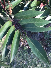 Cunonia capensis