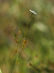Drosera peltata