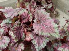 Begonia rex-cultorum