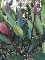 Cunonia capensis
