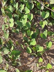 Magnoliopsida