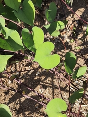 Magnoliopsida