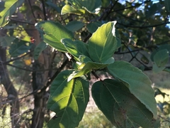Ficus sur