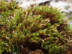 Ulota bruchii