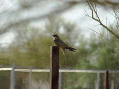 Caprimulgiformes