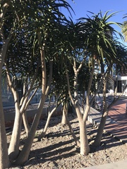 Aloidendron barberae