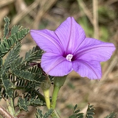 Ipomoea hochstetteri