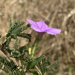 Ipomoea hochstetteri