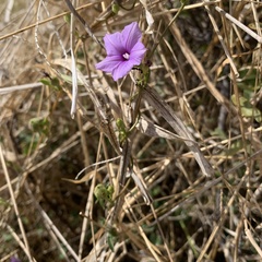 Ipomoea hochstetteri