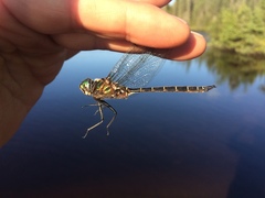 Somatochlora cingulata