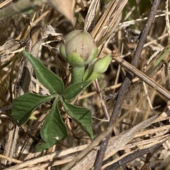 Ipomoea hochstetteri