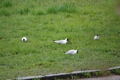 Chroicocephalus ridibundus