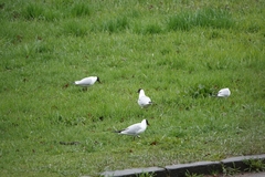 Chroicocephalus ridibundus